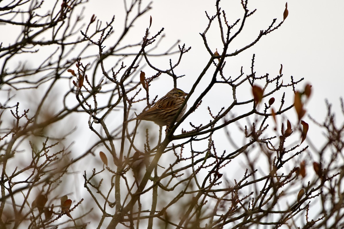 Savannah Sparrow - ML646863269