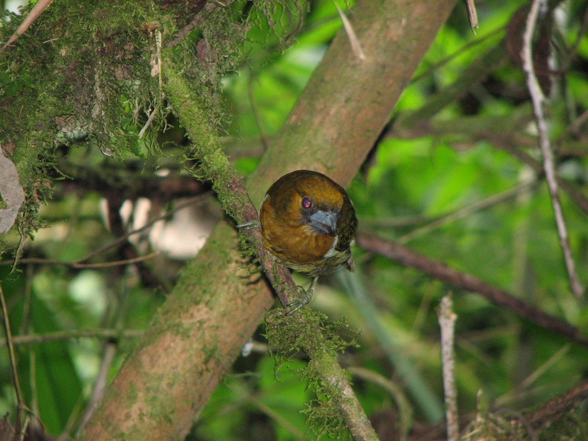 Prong-billed Barbet - ML646863271