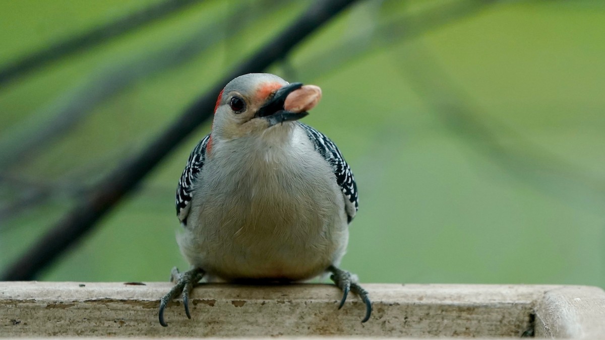 Red-bellied Woodpecker - ML646863275
