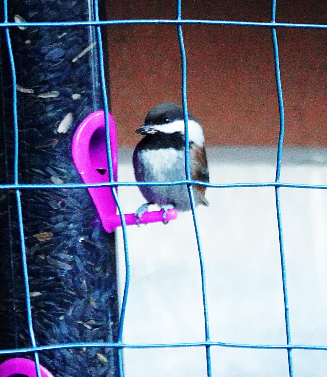 Гаїчка рудоспинна - ML646863276