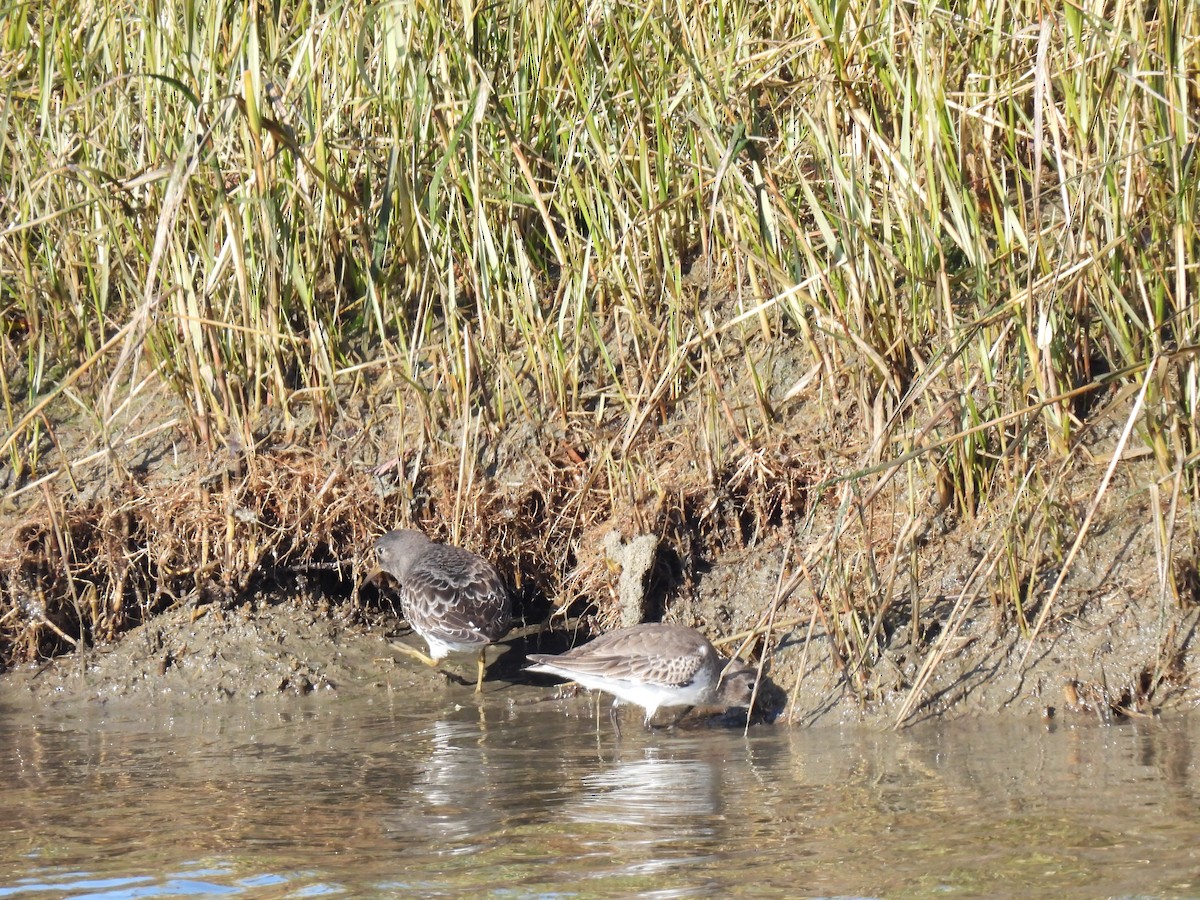 klippesnipe - ML646863277