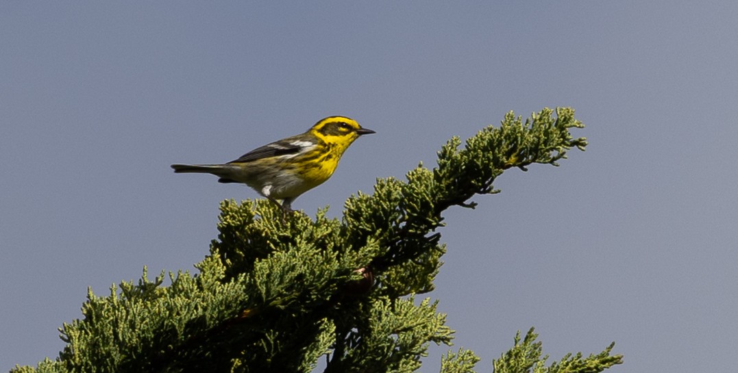Townsend's Warbler - ML646863278