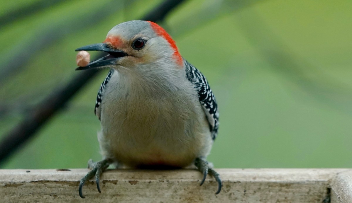 Red-bellied Woodpecker - ML646863279