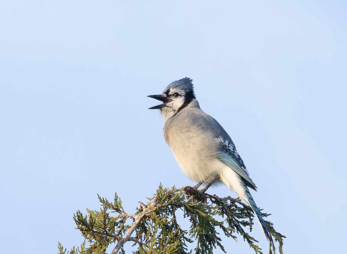 Blue Jay - ML646863281