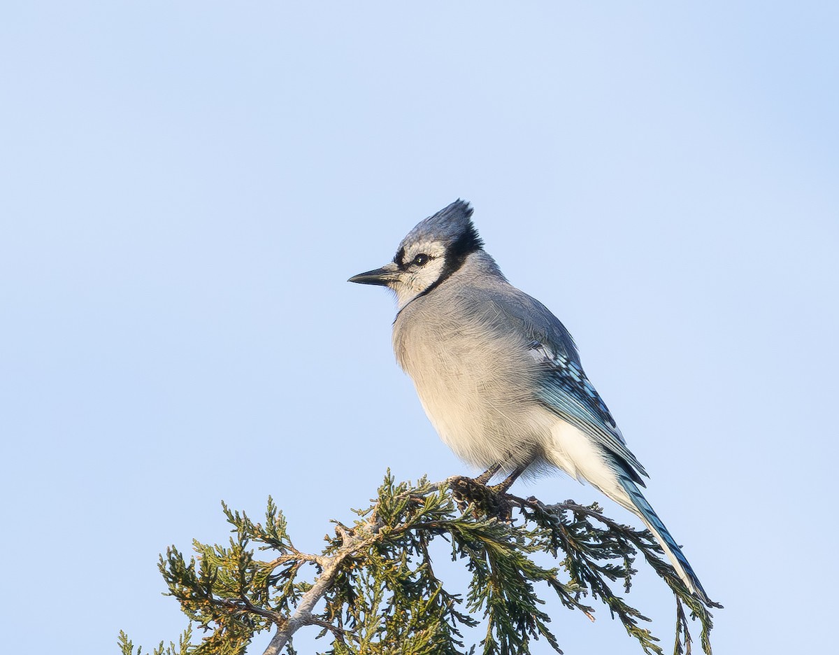Blue Jay - ML646863282