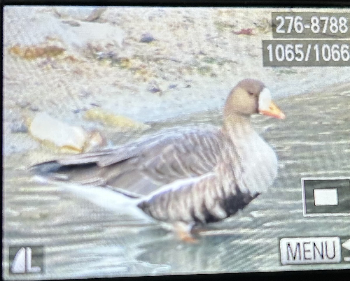 Белолобый гусь - ML646863283