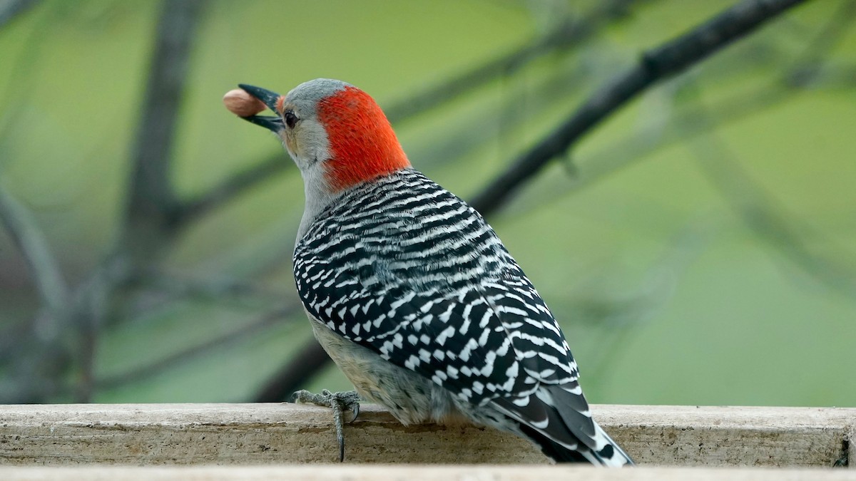 Red-bellied Woodpecker - ML646863284