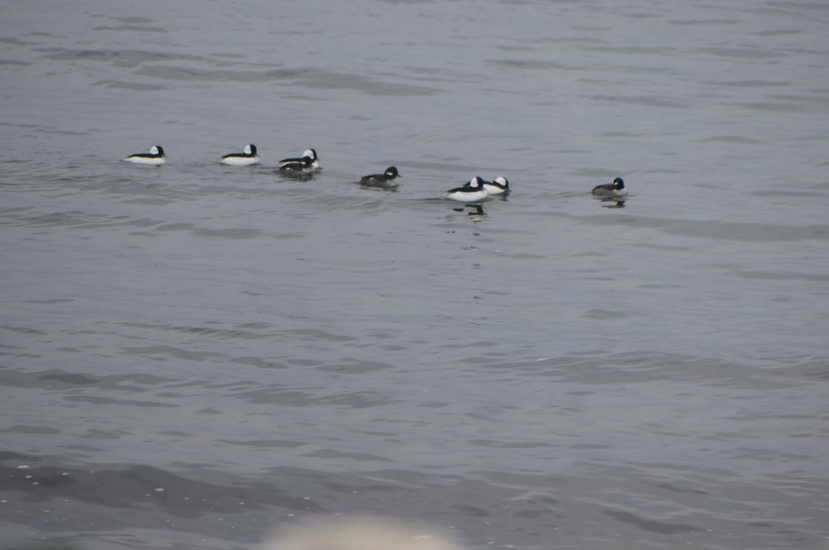 Bufflehead - ML646863286