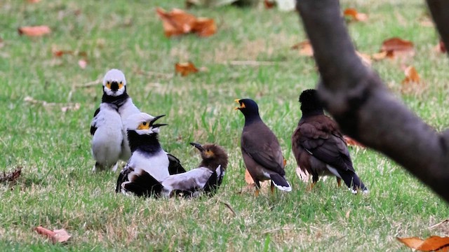 Черношейный скворец - ML646863288