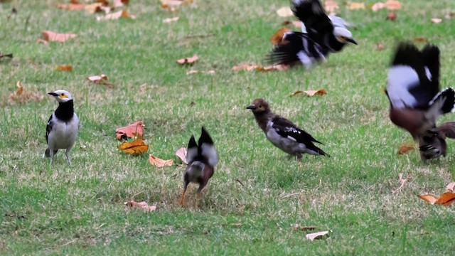 Черношейный скворец - ML646863289