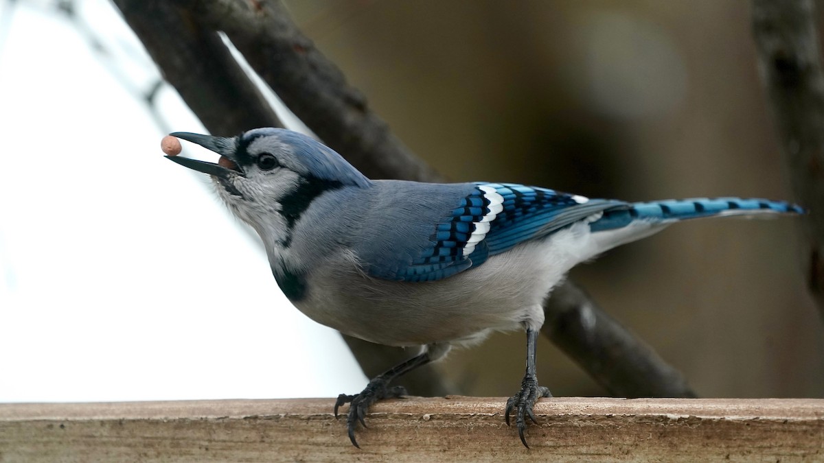 Blue Jay - ML646863290
