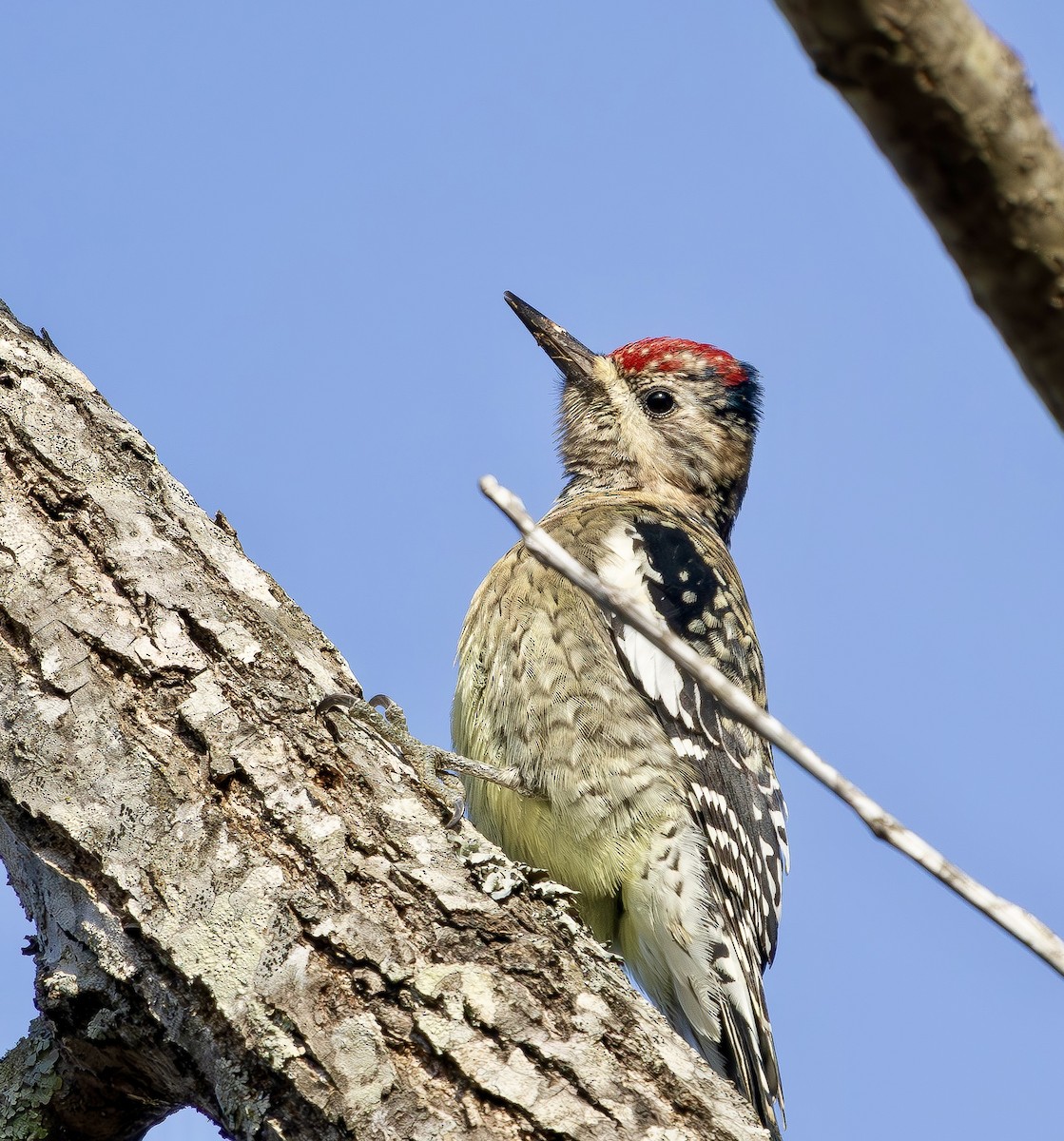 Yellow-bellied Sapsucker - ML646863295
