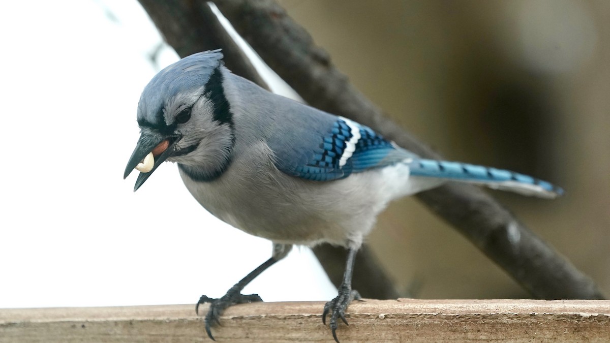 Blue Jay - ML646863297