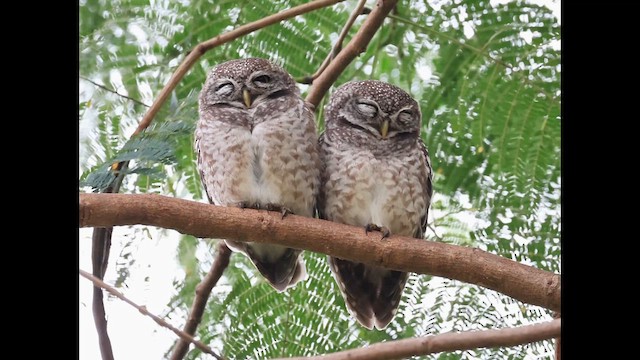 Браминский сыч - ML646863298