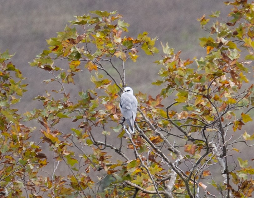 White-tailed Kite - ML646863299
