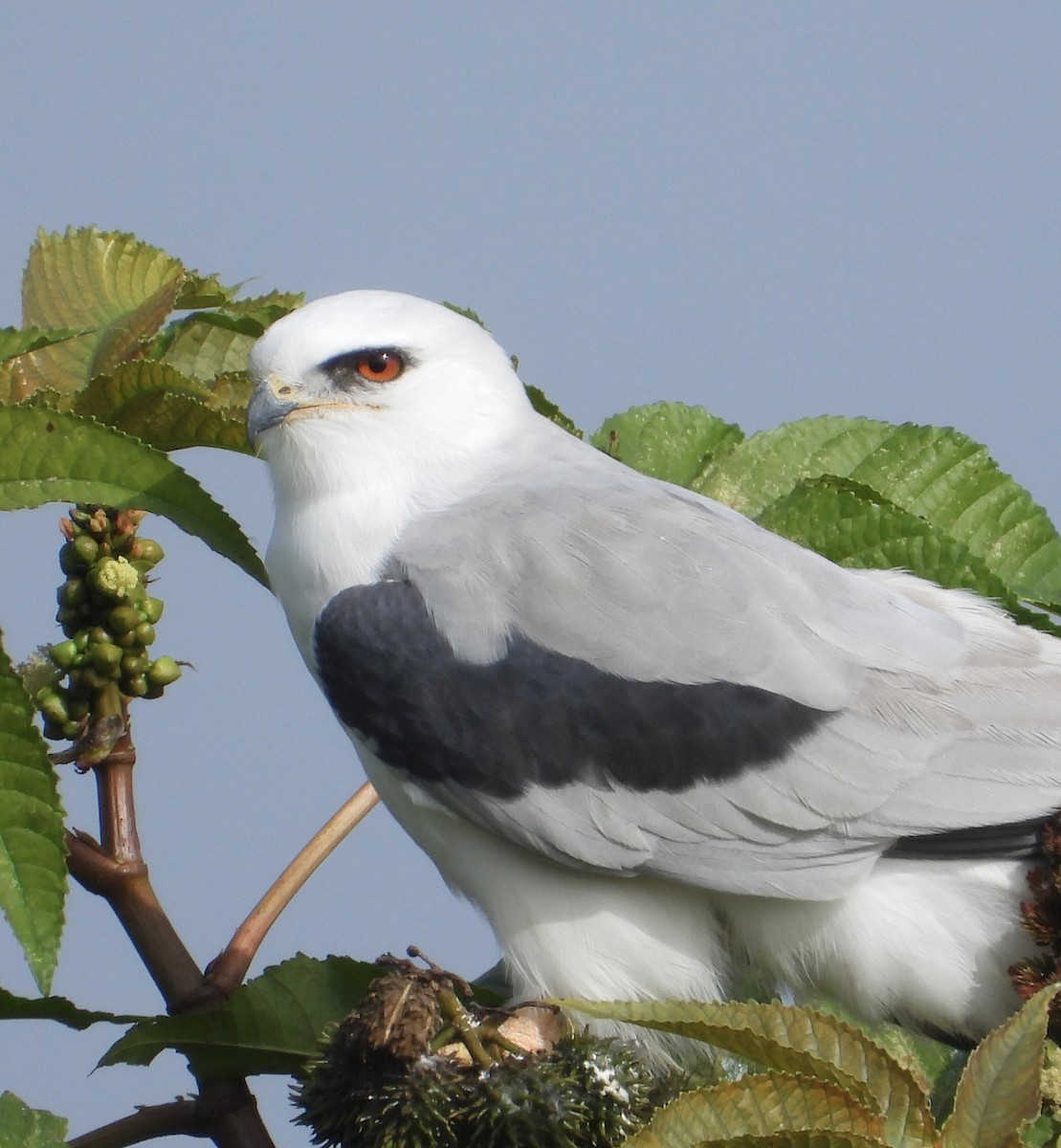 オジロトビ - ML646863300