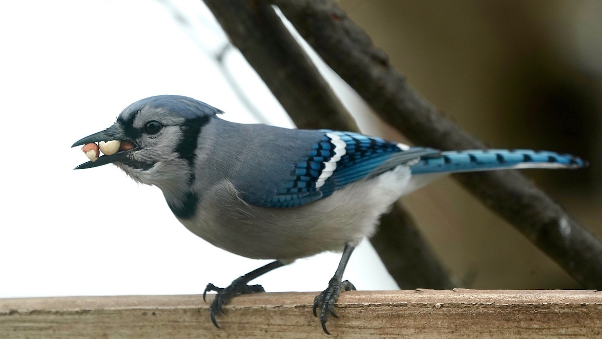 Blue Jay - ML646863301
