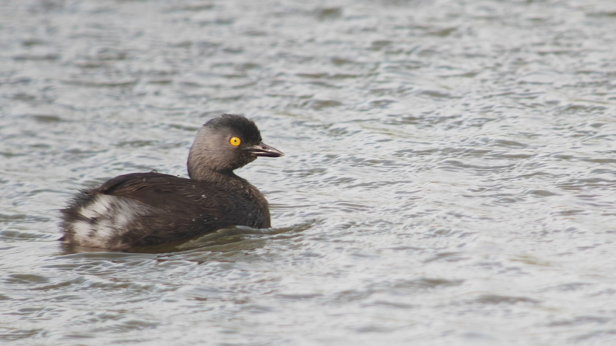 Txilinporta beltza - ML646863303