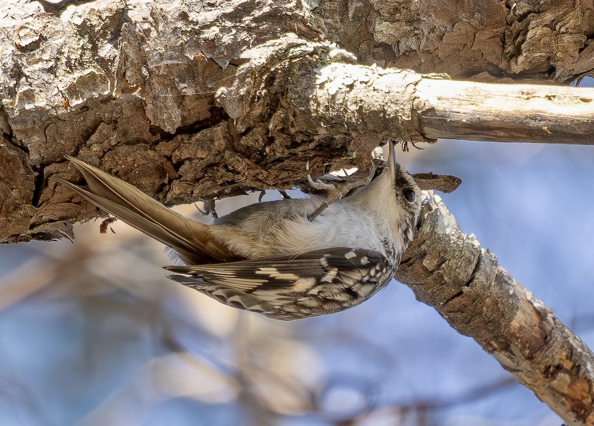Brown Creeper - ML646863304