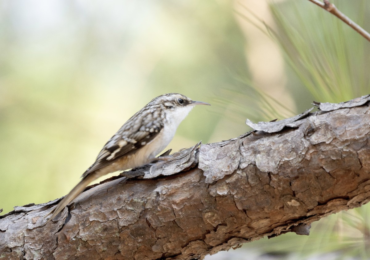 Brown Creeper - ML646863305