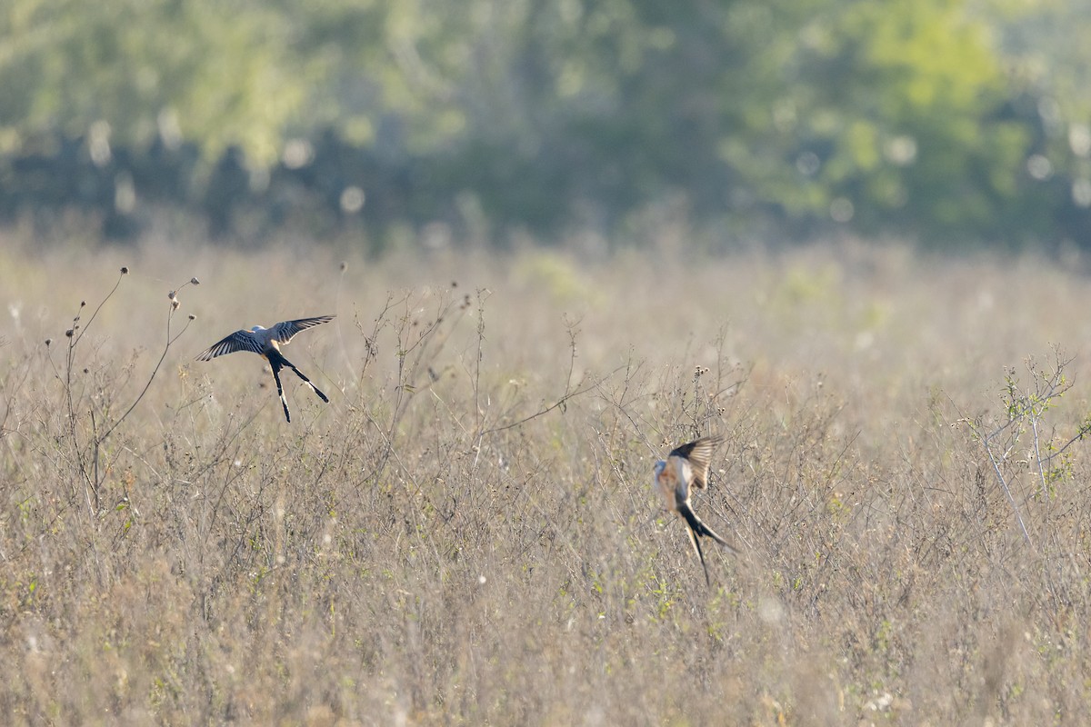 Scissor-tailed Flycatcher - ML646863309