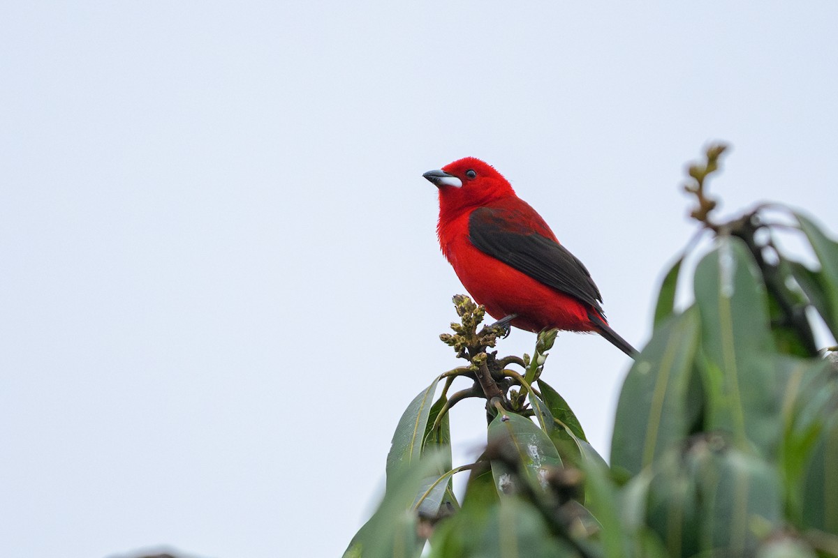 Brazilian Tanager - ML646863310