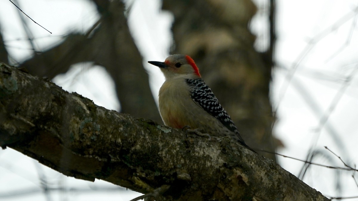 Red-bellied Woodpecker - ML646863311