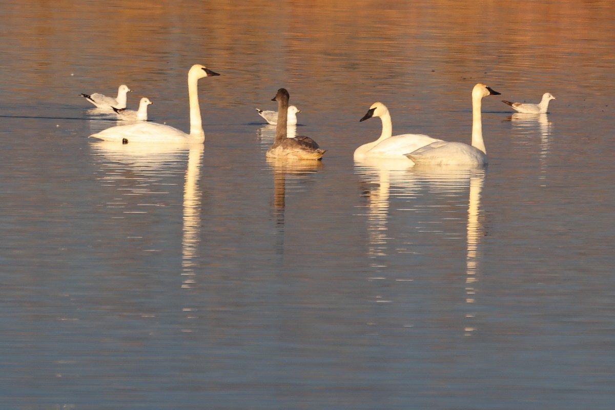 Trumpeter Swan - ML646863312