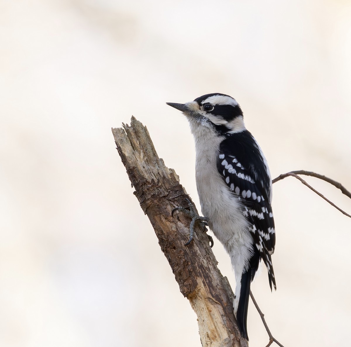 Downy Woodpecker - ML646863317