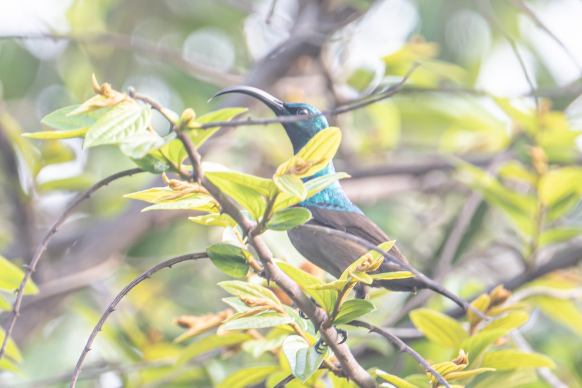 Suimanga de Loten - ML646863318