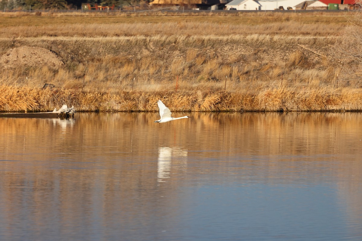 Trumpeter Swan - ML646863319
