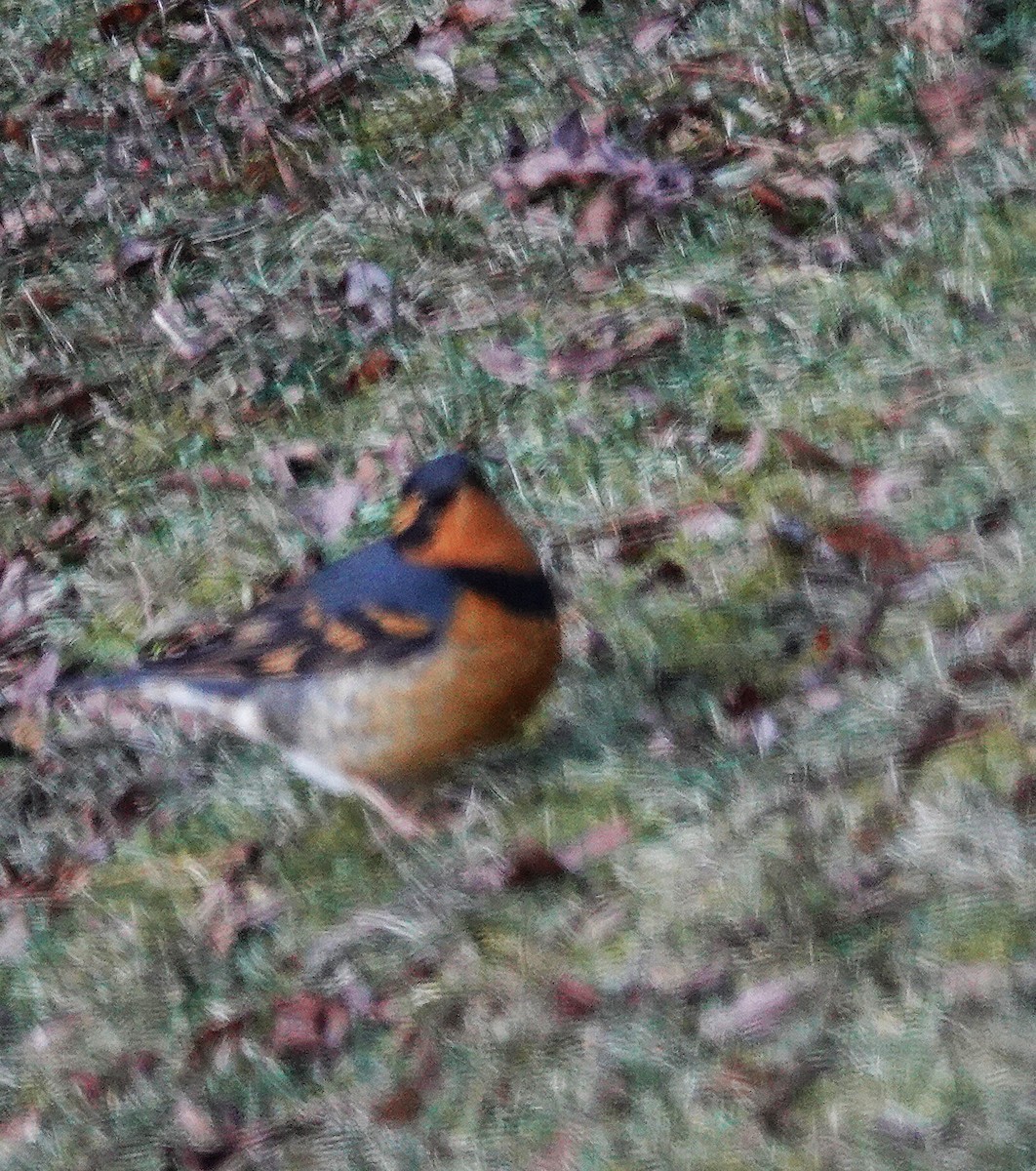 Varied Thrush - ML646863320