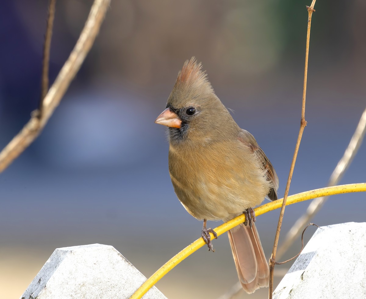 Northern Cardinal - ML646863321