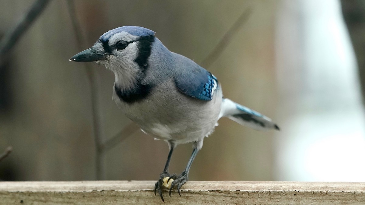 Blue Jay - ML646863322