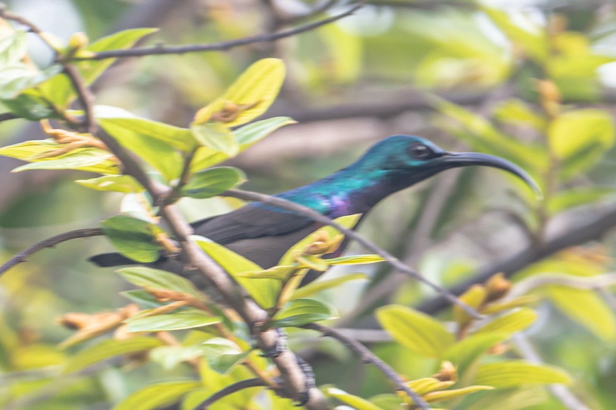 Suimanga de Loten - ML646863323