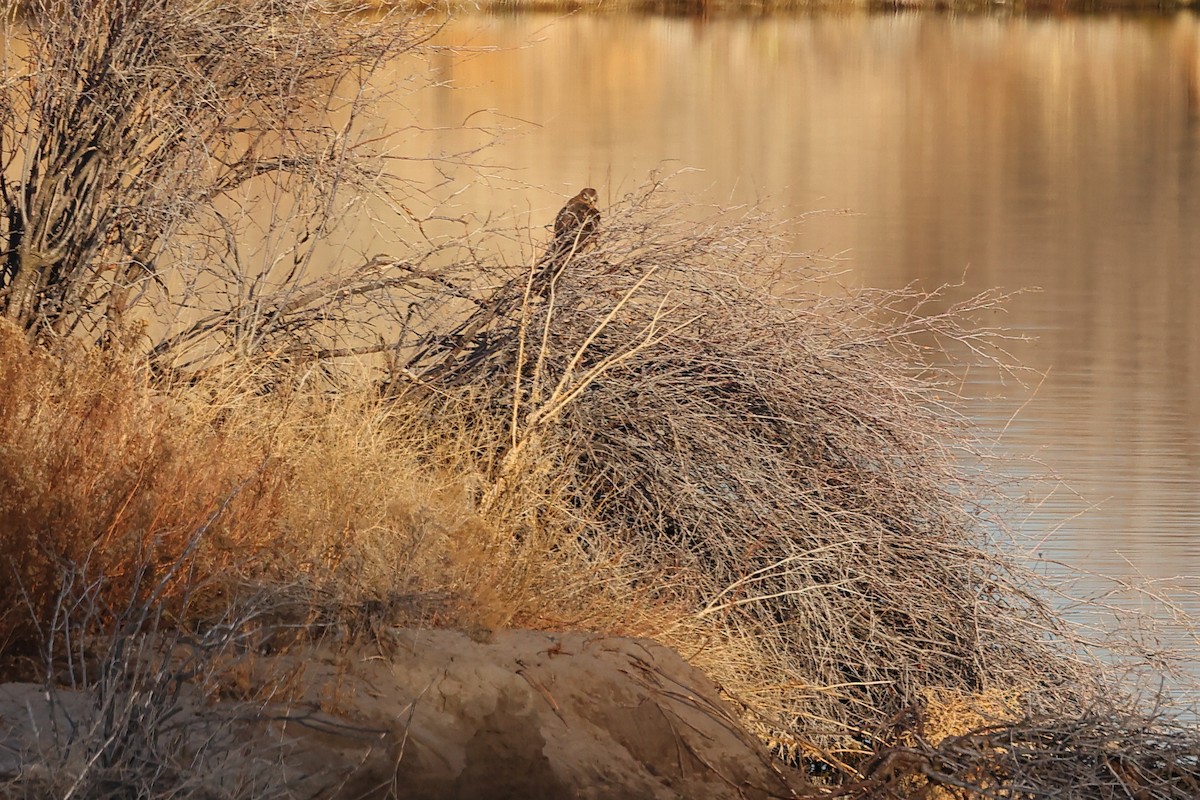 Aguilucho de Hudson - ML646863324