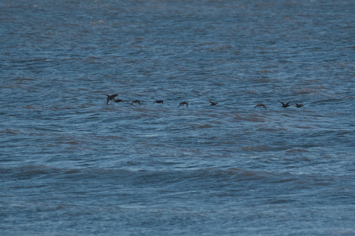 turpan žlutozobý - ML646863325