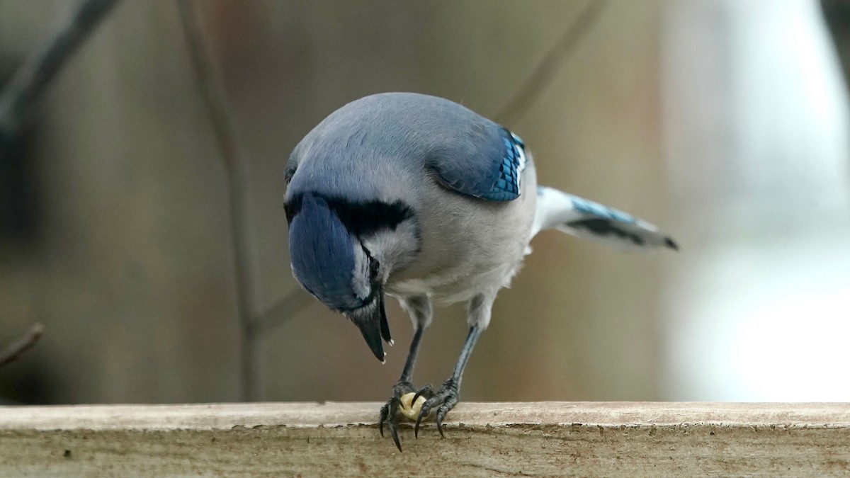 Blue Jay - ML646863327
