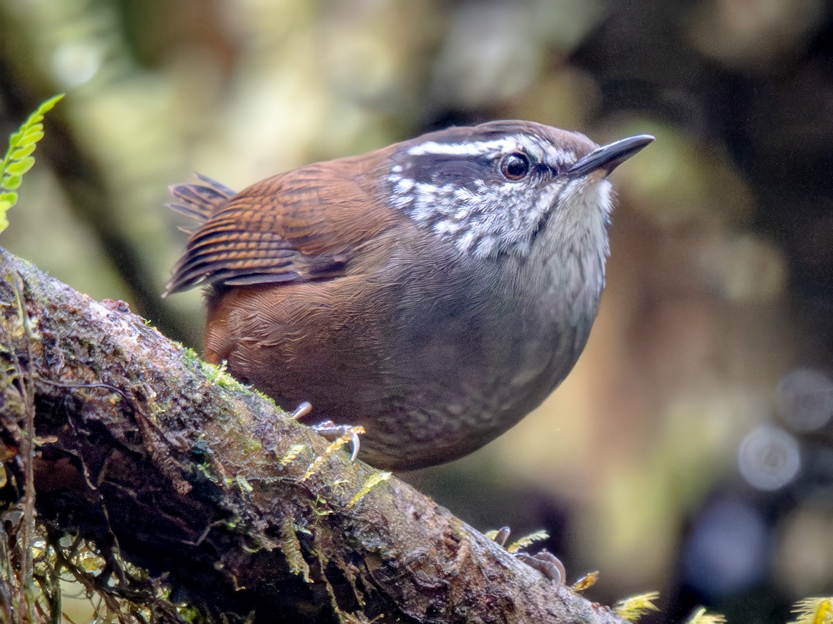 Munchique Wood-Wren - ML646863332