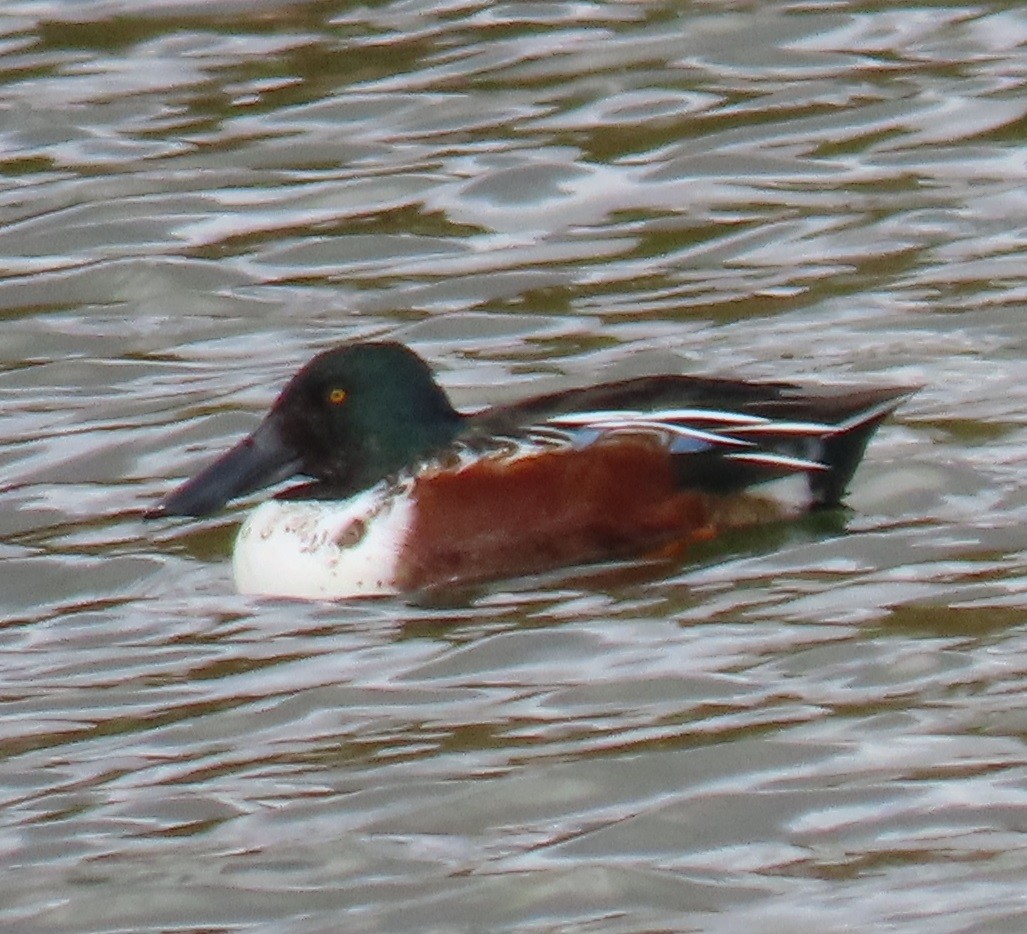 Northern Shoveler - ML646863335