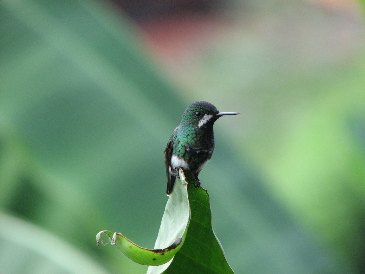 Green Thorntail - ML646863337