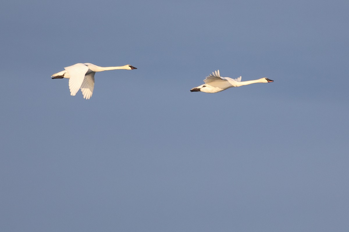 Trumpeter Swan - ML646863339