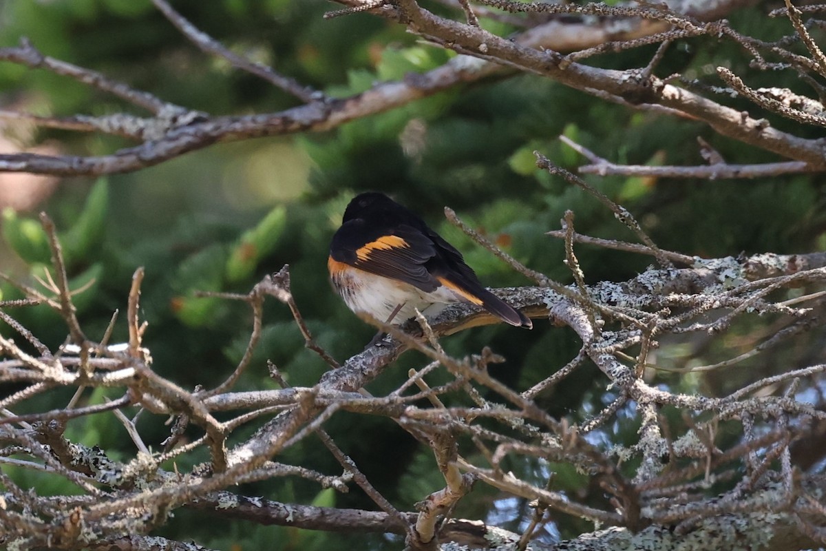 סבכון חכלילי - ML646863340