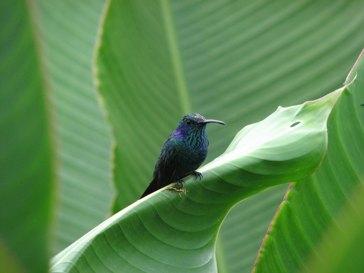 Lesser Violetear - ML646863344