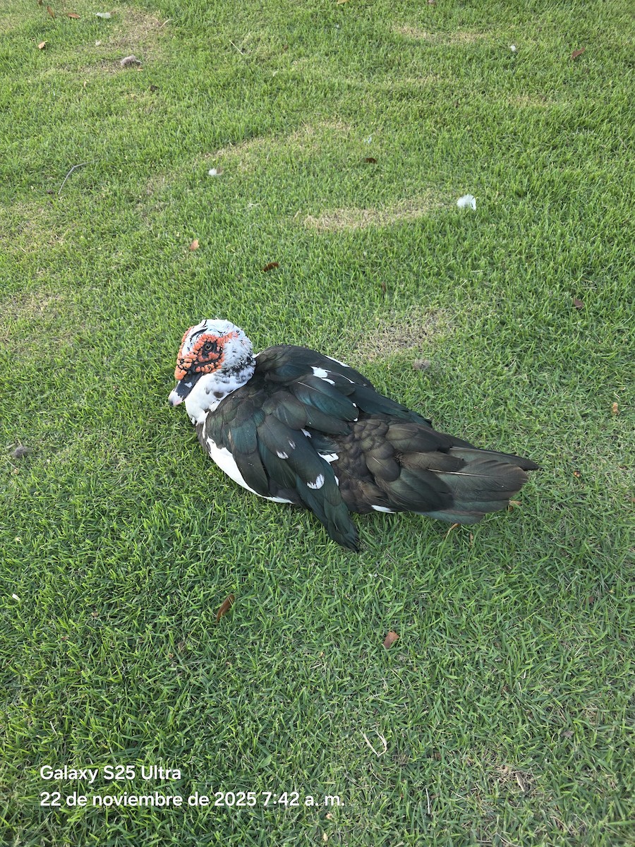 Muscovy Duck (Domestic type) - ML646863345