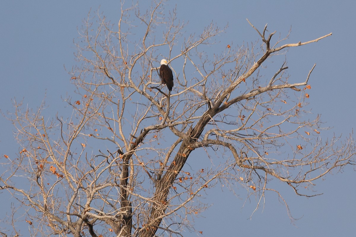 Pigargo Americano - ML646863346