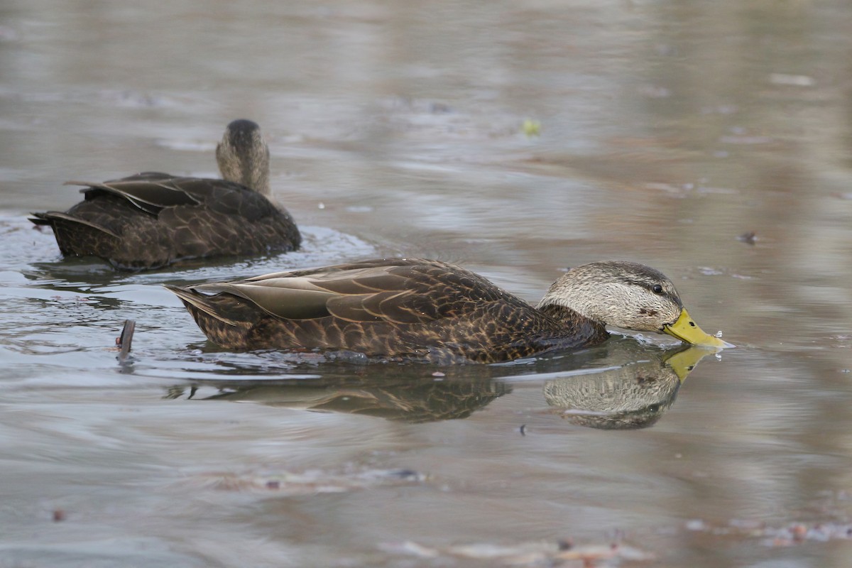 Esmer Ördek - ML646863347