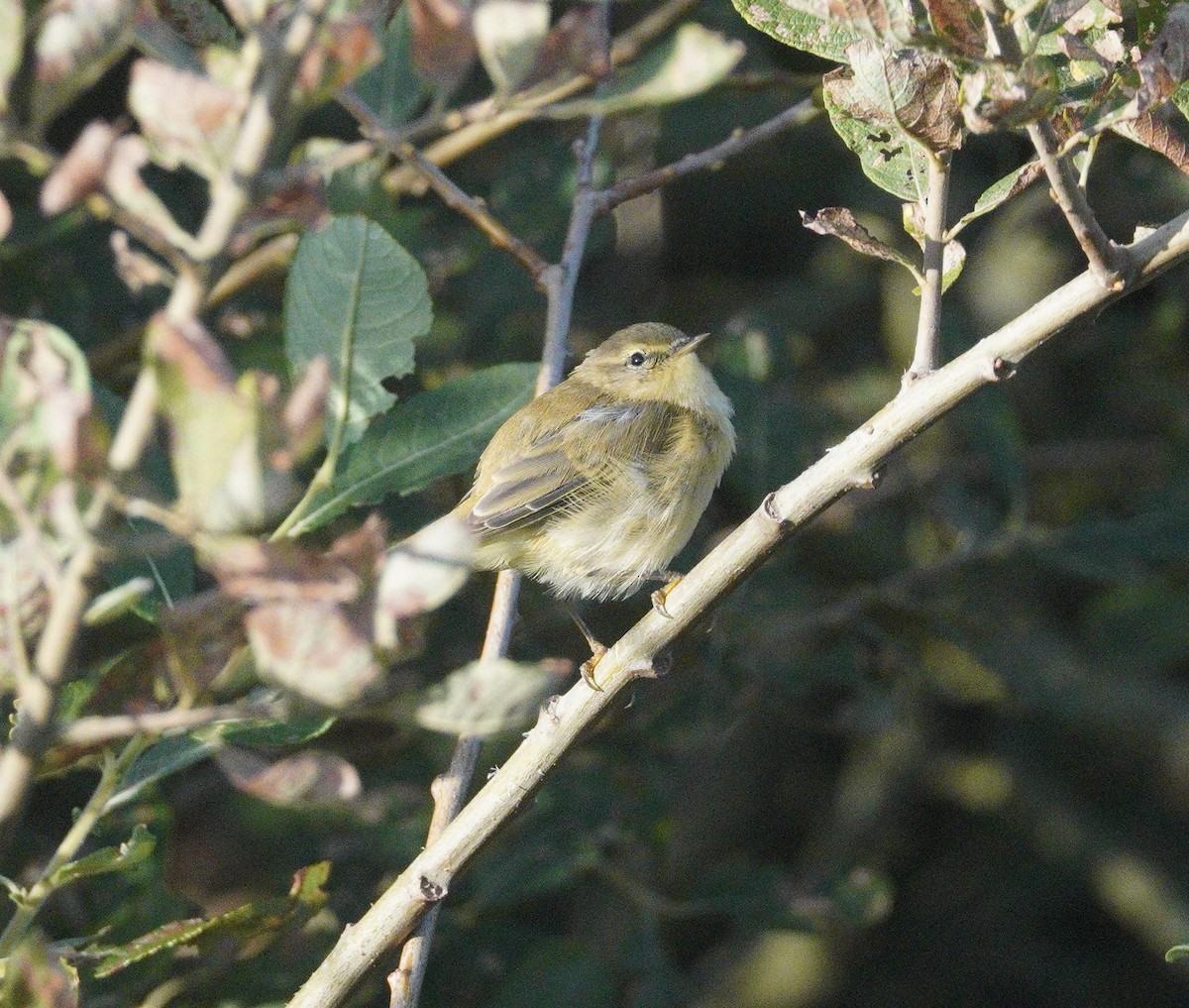 Common Chiffchaff - ML646863350