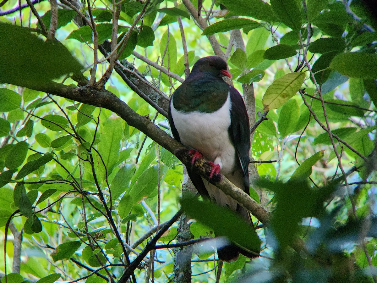 New Zealand Pigeon - ML646863352