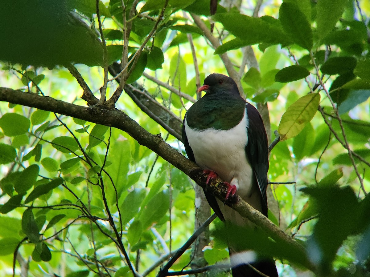 New Zealand Pigeon - ML646863353
